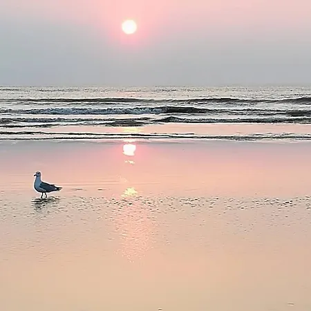 Semesterbostad Cozy Tiny House Egmond Aan Zee- 500m From Beach-north Sea
